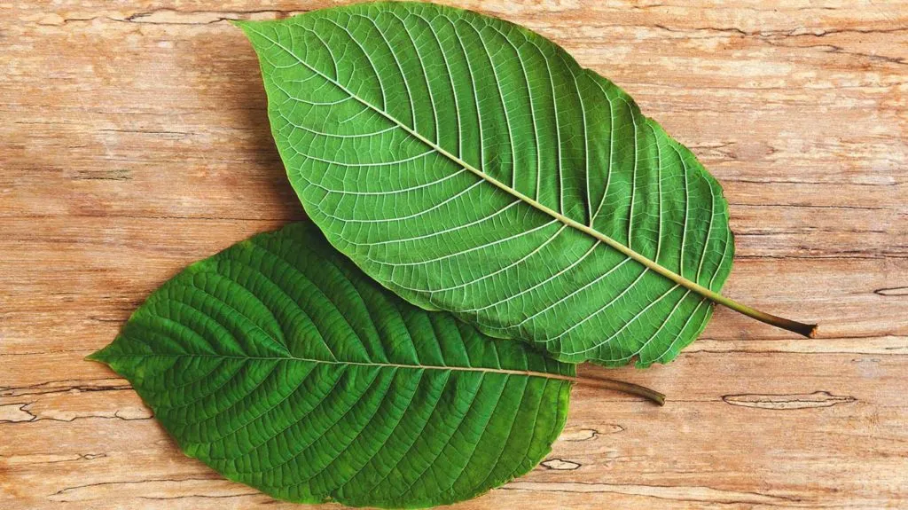 Types of Kratom Products: Benefits and Uses Explained