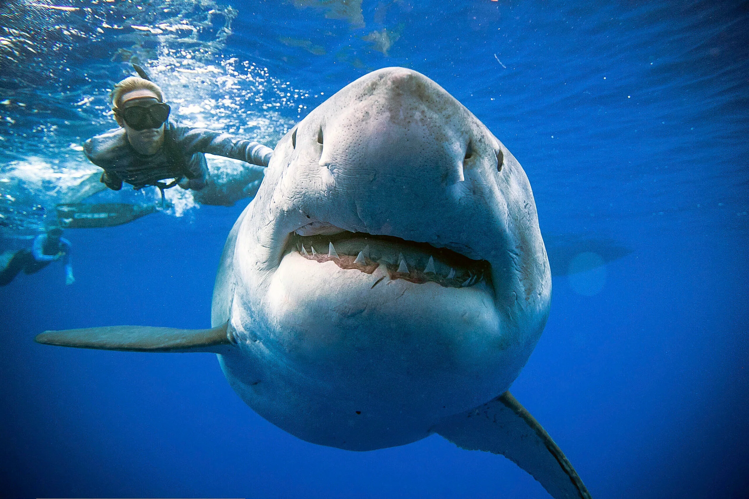 great white shark cage diving